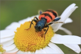 <p>PESTROKOROVEČNÍK VČELOVÝ (Trichodes apiarius) --- /Gemeiner Bienenkäfer/</p>